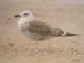 Клуша фото (Larus fuscus) - изображение №1355 onbird.ru.<br>Источник: www.illinoisbirds.org